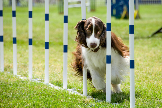 English springer spaniel running through obstacles