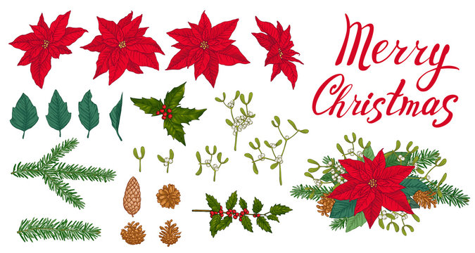 Set of winter plants, flowers and berries. Red poinsettia, leaves, mistletoe, holly, fir, pinecones, Merry Christmas lettering and christmas bouquet on white background.