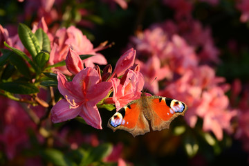 Blumen 996 © K.-U. Häßler