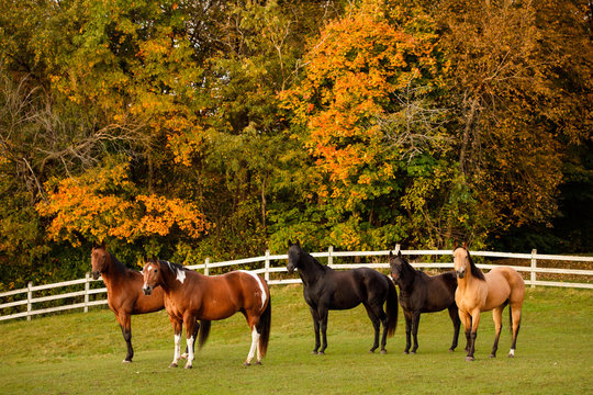 Horses in Autumn Fiels
