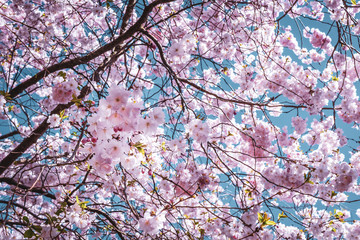 Cherry blossom background