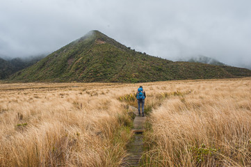 Taranaki, Around the Mountain Circuit, Egmont National Park, New Zealand