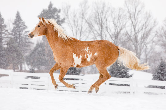 Horse running in ranch during winter