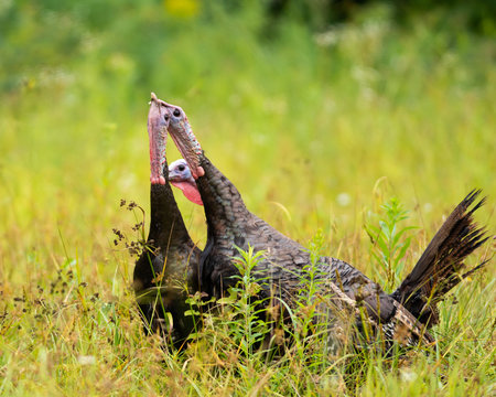 Three Eastern Wild Tom Turkeys Fighting For Dominance