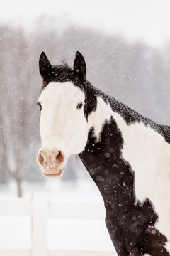 Paint Horse in Snow