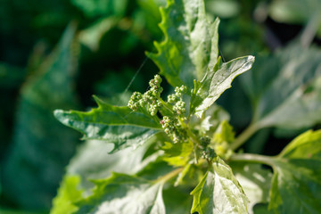 Flower in the garden