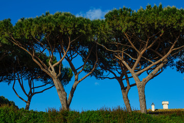 Bottom view of a forest 