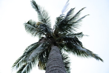 palm tree