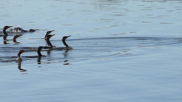 HD Video of many double crested cormorants swimming together diving down for food. The double-crested cormorant is found near rivers and lakes and along the coastline. 