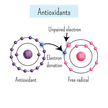 Chemical diagram showing antioxidant dinates electron to free radical.