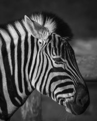 Fototapeta na wymiar Profile of a Zebra