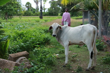 Local Cow
