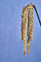 Details flowering shrubs hazel in Poland.