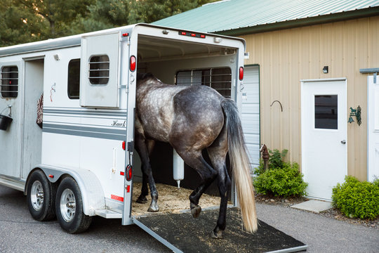 Horse Going in Trailer