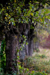Fototapeta premium Baumreihe im Herbst fokosiert