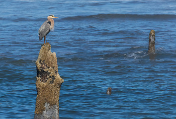 heron posing in profile on ocean stump