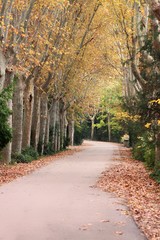 Naklejka premium CAMINO EN EL PARQUE CON ÁRBOLES DE HOJAS AMARILLAS