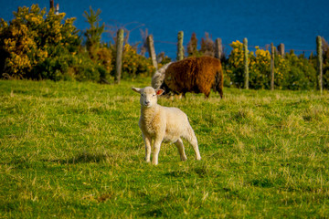 Close up of single beautiful sheep grazing and blurred cow behind in Chiloe, Chile