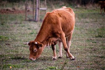 Naklejka na ściany i meble Kuh frisst Gras auf der Weide