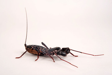 Riesengeißelskorpion (Mastigoproctus giganteus) - giant whip scorpion