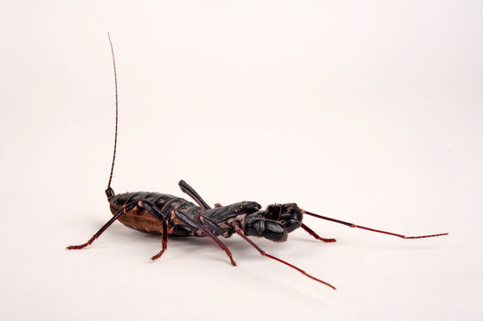 Riesengei&szlig;elskorpion (Mastigoproctus giganteus) - giant whip scorpion