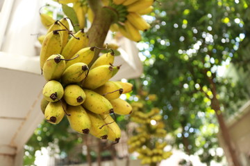 bunch of bananas