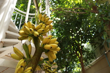 hanging bananas