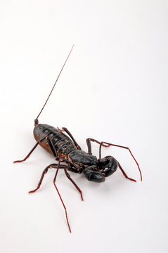 Riesengei&szlig;elskorpion (Mastigoproctus giganteus) - giant whip scorpion
