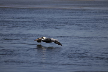 Pelican gliding over the river