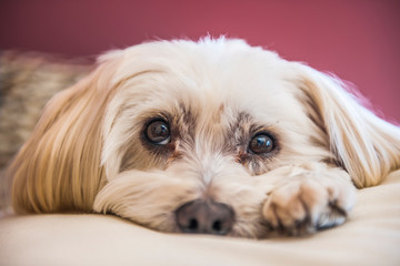 Naklejka na ściany i meble Sad Maltese Terrier dog lying on white fabric