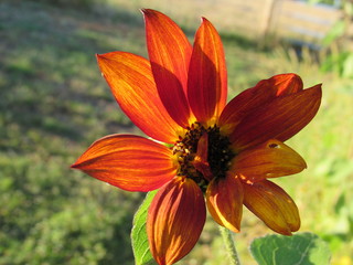 autumn colored sunflower