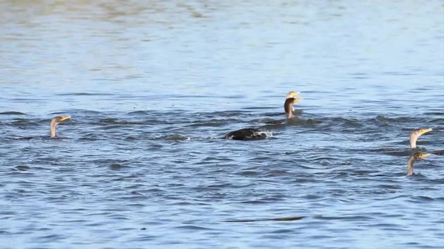HD Video of many double crested cormorants swimming together diving down for food. The double-crested cormorant is found near rivers and lakes and along the coastline. 