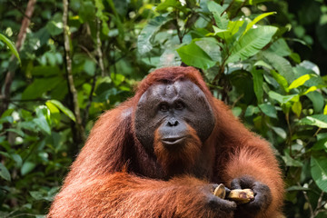 orangutan