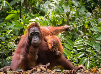 orangutan