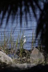 Egret hiding in the grass 