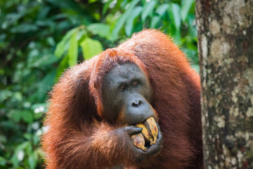 orangutan