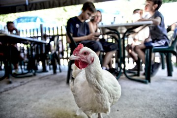 Ein weißes Huhn läuft durch Biergarten im Hintergrund unscharf Kinder die am Tisch sitzen und ins...