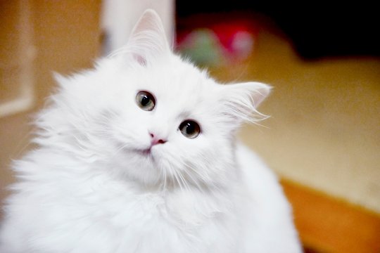Sch&ouml;ne Katze bl&uuml;tenwei&szlig;es flauschiges Fell schaut in die Kamera