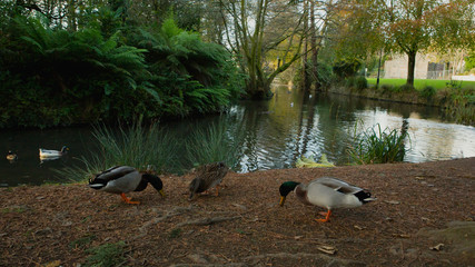 Mallard ducks at the duck pond, Bodmin, Cornwall 