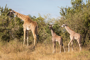 Full body portraits of masai giraffe family, with mother and two young offspring in African bush landscape with trees in background
