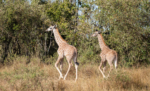 Pair of young masai giraffes, giraffa camelopardalis, walking in bush of Kenya's Masai Mara with tall grass and trees in background