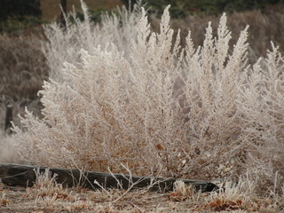 frost covered weeds