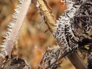 frost on branch & leaves