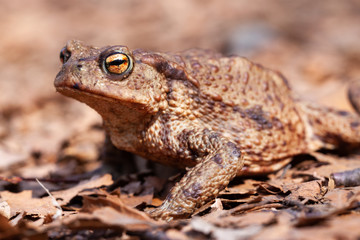 brown toad with big eyes sitting on ground at leaves