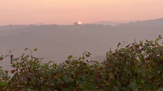 Sunrise above the top of the hills on a misty day during the harvest period in the prestigious wine area of ​​Langhe Piemonte, Italy. Tracking shot behind a vineyard.