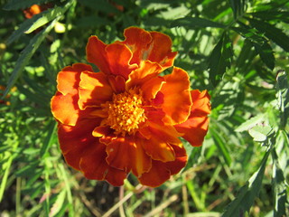 shadows & light orange marigold