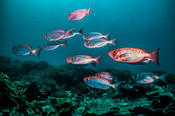 Underwater scuba diving scene, schooling fish swimming together around coral reef, blue ocean background