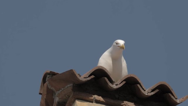Close up slow motion shot of a seagull squawking on an Italian tiled rooftop