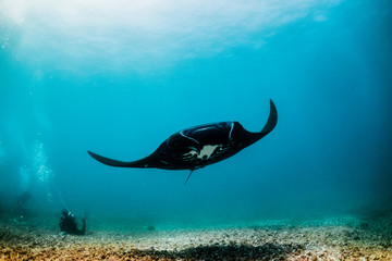 Underwater wide angle shot of a giant manta ray swimming over the diver and the camera in clear blue ocean