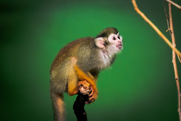 Monkey with green background